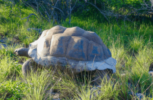 150 years: Aldabra Giant Tortoise