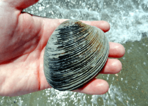 250 years: Ocean Quahogs