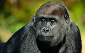 35 years: Western Gorilla