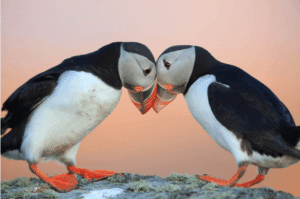 Atlantic Puffin