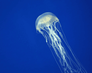 Australian Box Jellyfish