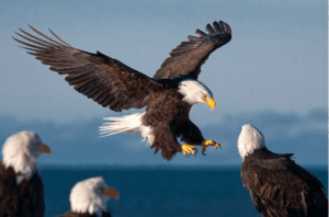 Bald Eagles