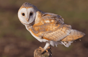 Barn Owls