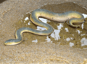 Beaked Sea Snake