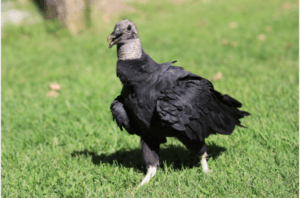 Black Vultures 