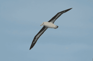 Black-Browed Albatross