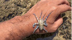 Blue-ringed Octopus