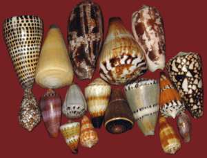 Cone Snail