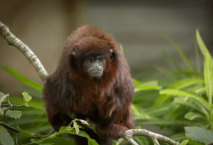 Coppery Titi Monkey