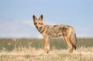 Coyote