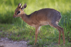 Dik-dik