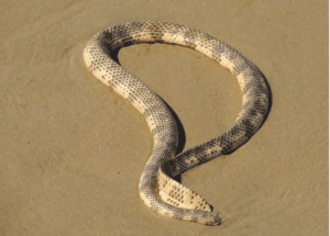 Dubois’ Sea Snake