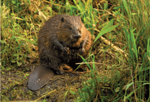 Eurasian Beaver