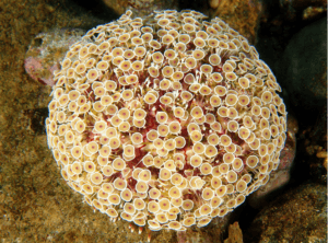 Flower Urchin