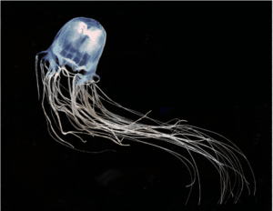 Irukandji Box Jellyfish