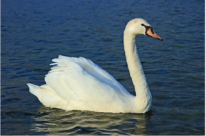 Mute Swans