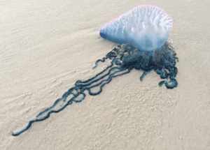 Portuguese Man of War