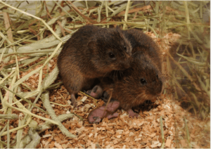 Prairie Vole