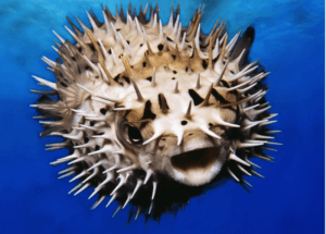 Puffer Fish