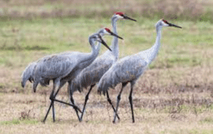 Sandhill Cranes