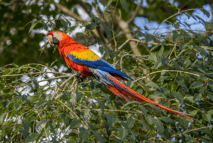 Scarlet Macaws