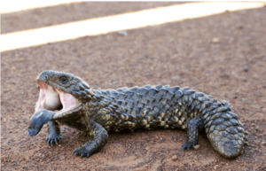 Shingleback skink