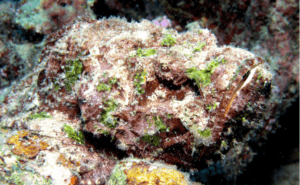 Stonefish