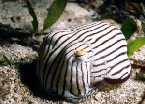 Striped Pyjama Squid