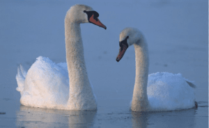 Swans