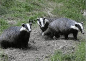 What is a Group of Badgers Called