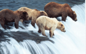 What is a Group of Bears Called