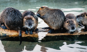 What is a Group of Beavers Called