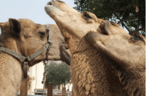 What is a Group of Camels Called