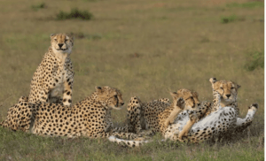 What is a Group of Cheetahs Called