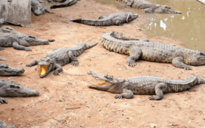 What is a Group of Crocodiles Called