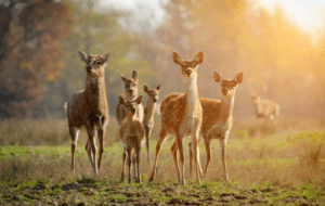 What is a Group of Deer Called