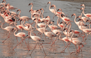 What is a Group of Flamingos Called