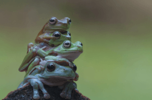 What is a Group of Frogs Called