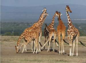 What is a Group of Giraffes Called