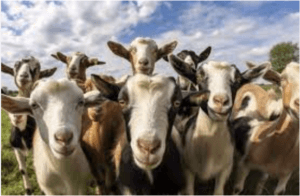 What is a Group of Goats Called