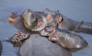 What is a Group of Hippos Called