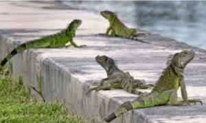 What is a Group of Iguanas Called