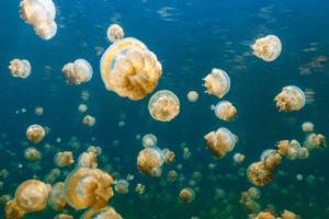 What is a Group of Jellyfish Called