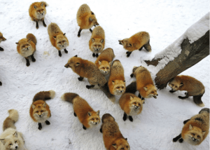 What is a group of Foxes Called