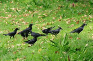 What is a Group of Crows Called