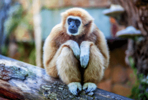 White-Handed Gibbons