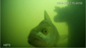 fish doorbell