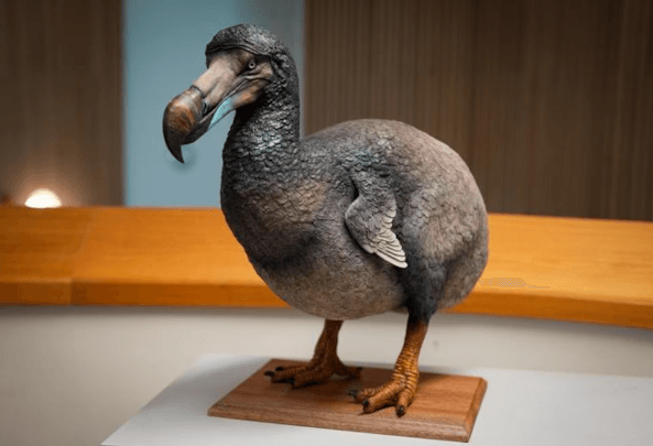 Dodo