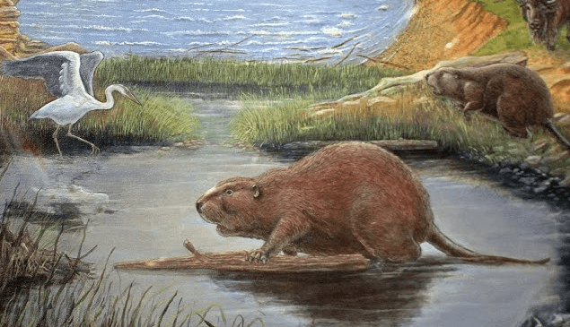 Giant Beaver