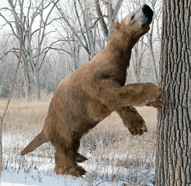 Giant Ground Sloth